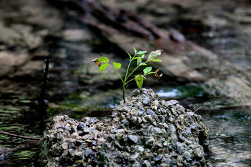 Trees grow on the rocks