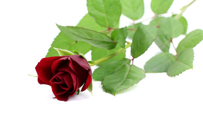 red rose on isolated white