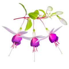 blossoming beautiful fantastic (collage) colorful fuchsia flower