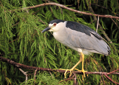 Black Crown Night Heron