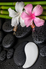 spa concept of white, pink hibiscus flower, symbol Yin Yang  and