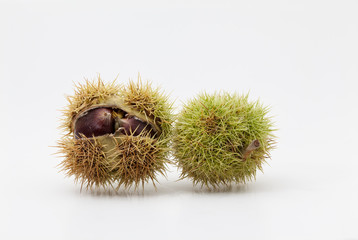 chestnuts