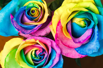 Fototapeta na wymiar Rainbow rose