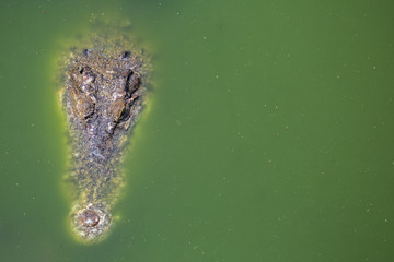 Krokodil - Optik analog Schreibtafel