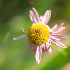 Obraz premium Flowers for your design