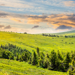 Fototapeta na wymiar pine trees near valley in mountains on hillside under sky with
