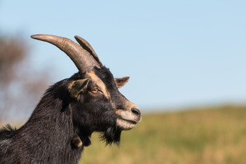 profil de chèvre © Olympixel