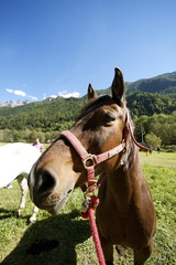 Fototapeta premium Cavallo