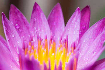 Close up pollen lotus.