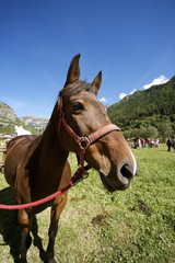 Obraz premium Cavallo