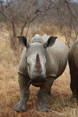 Fototapeta premium White Rhinoceros