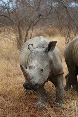 White Rhinoceros