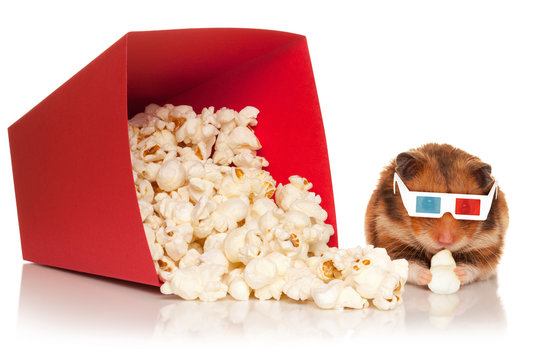 Hamster in 3d glasses chewing popcorn.