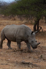 Obraz premium White Rhinoceros
