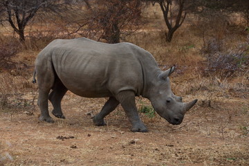 Fototapeta premium White Rhinoceros
