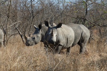 Obraz premium White Rhinoceros