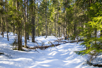 Virgin forest in the winter
