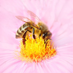 The European honey bee pollinating of a Aster.