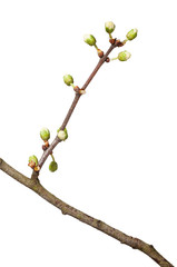 Blossom twig