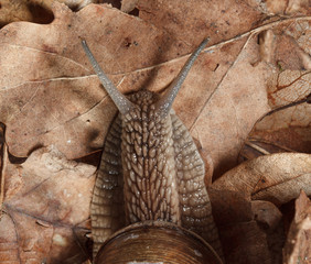 Top view on snail head