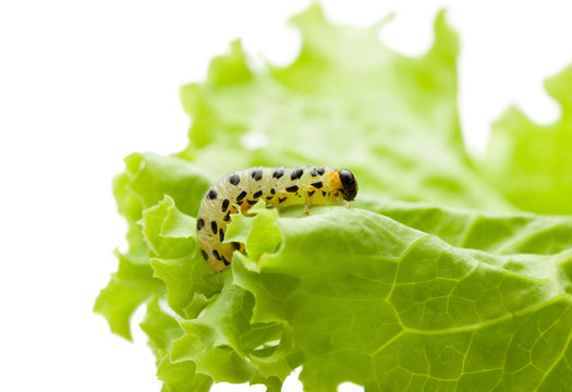 Pest yellow caterpillar on lettuce