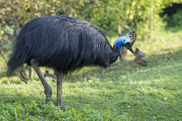 cassowary portrait