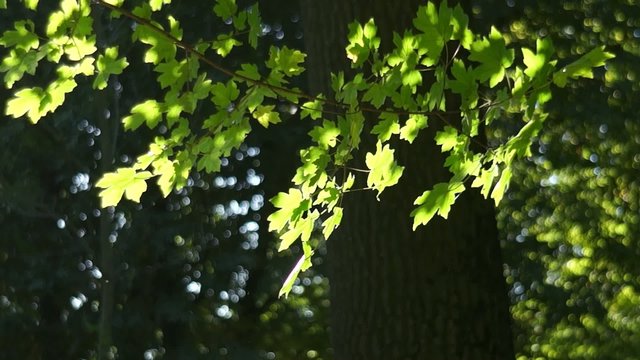 Maple contre summer
