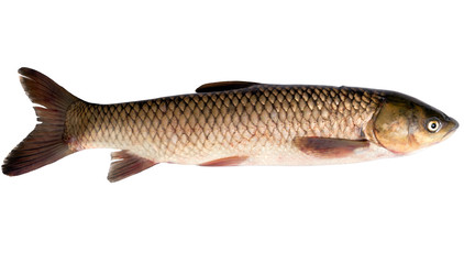 grass carp isolated on white