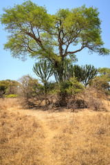Fototapeta na wymiar Landscape of African grassland with cactus trees