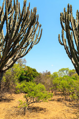 Fototapeta premium Krajobraz Afrykański krzak w lecie