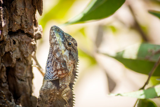 An lizard on cut tree.