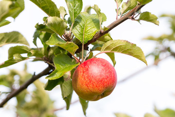 Apple at Tree in Sunlight