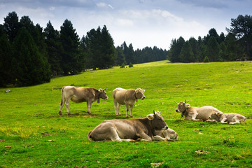 Fototapeta premium Cows in forest meadow in summer