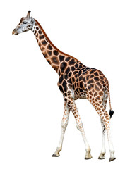 Portrait d& 39 une girafe isolé sur fond blanc