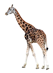 Crédence de cuisine en verre imprimé Girafe Portrait d& 39 une girafe isolé sur fond blanc