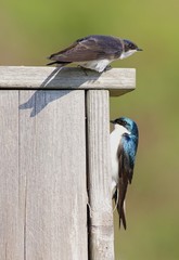Fototapeta premium Pair of Tree Swallows on a bird house