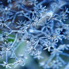 frozen plant