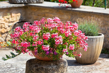Garden corner with beautiful pink flowers pot