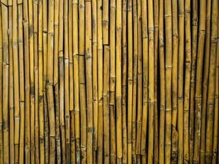 Dry bamboo wall and fence