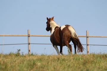 Jument qui s'en va au galop