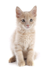 maine coon kitten