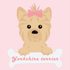 puppy of yorkshire terrier