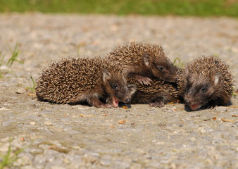 Young European hedgehogs (Erinaceus europaeus) © tomasztc