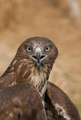 Common buzzard (Buteo buteo)