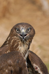 Common buzzard (Buteo buteo)