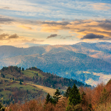 pine trees near valley in mountains  on hillside at sunrise