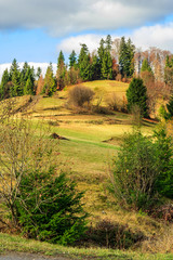 pine trees near valley in mountains  on hillside under sky with