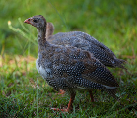 Guinea pair