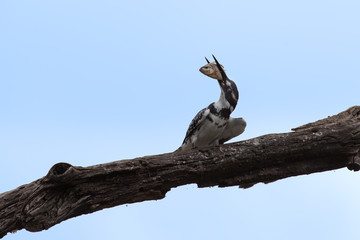 Pied kingfisher killing a fish by hitting it on branch