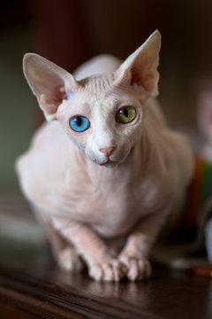 Sphinx vairon